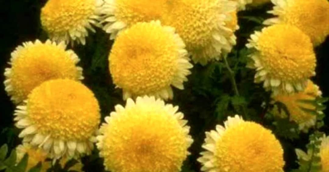 Chryzantemy złociste - kto śpiewa tę piękną piosenkę?